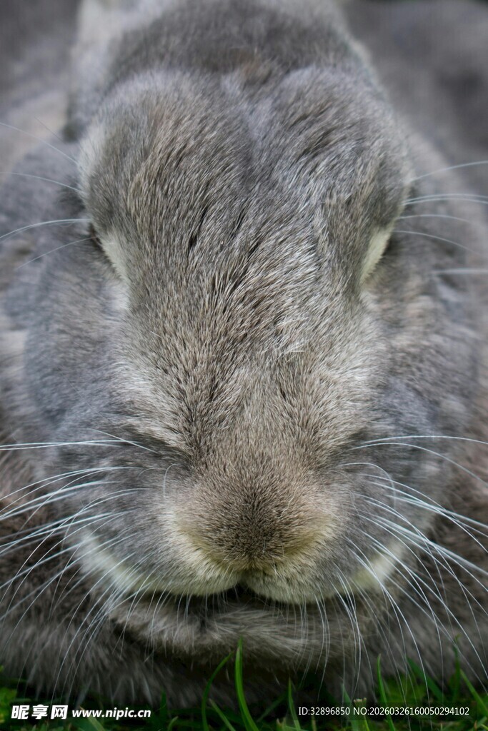 灰兔特写