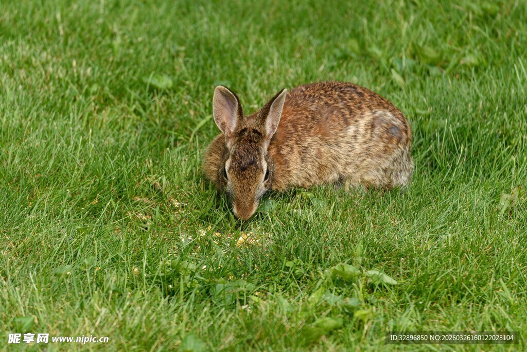 草地上的休憩野兔