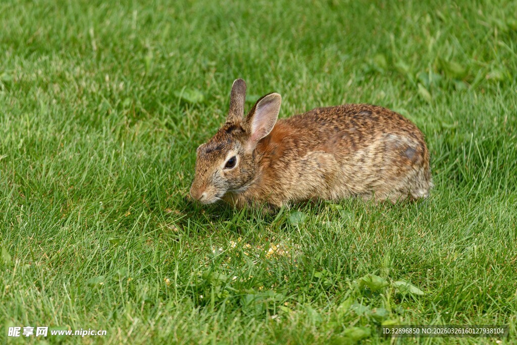 草地上的棕色野兔