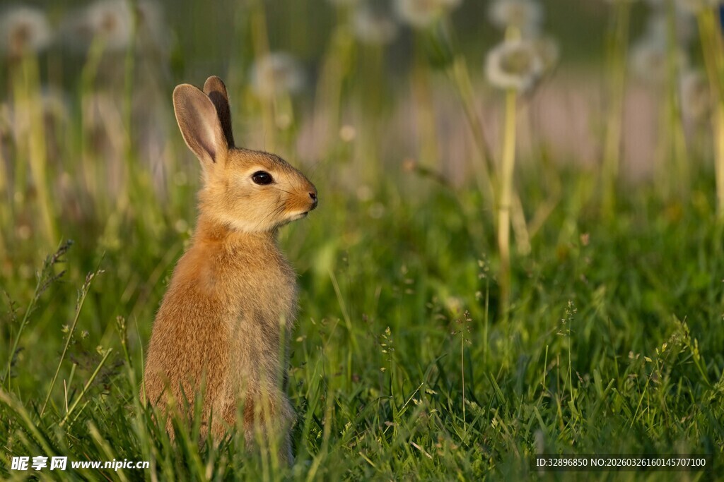 草地上的可爱站立小兔子