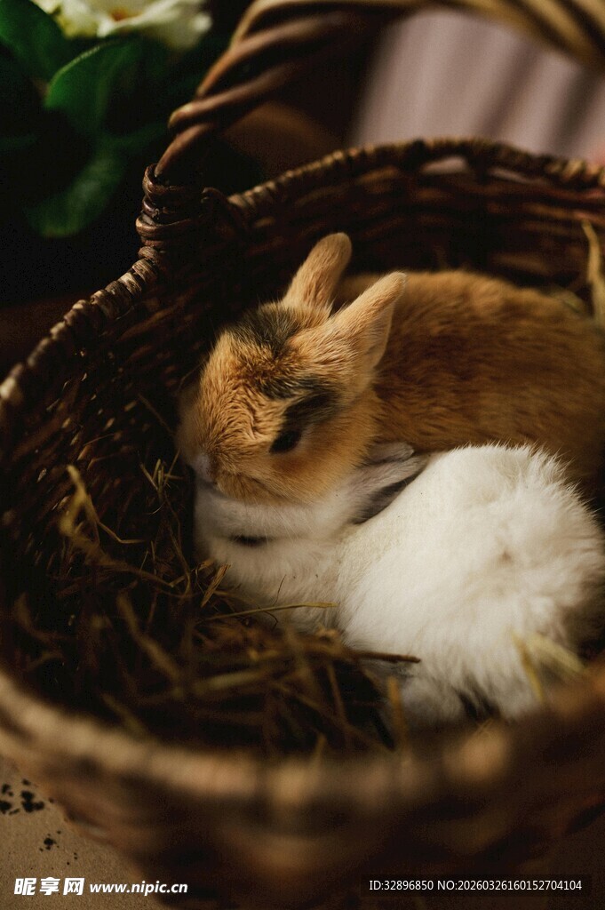 篮子里安睡的可爱猫咪