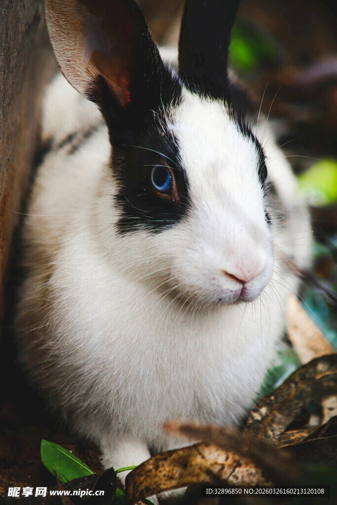 黑白花兔藏身绿植间