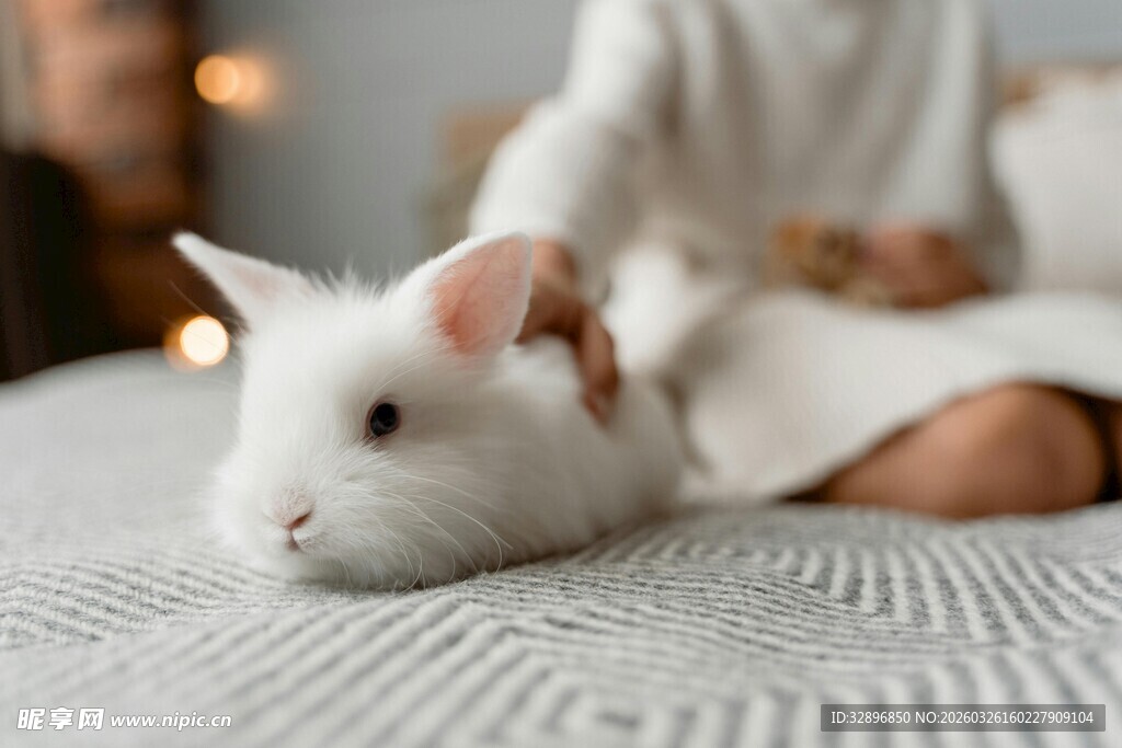 抚摸白兔的温馨瞬间