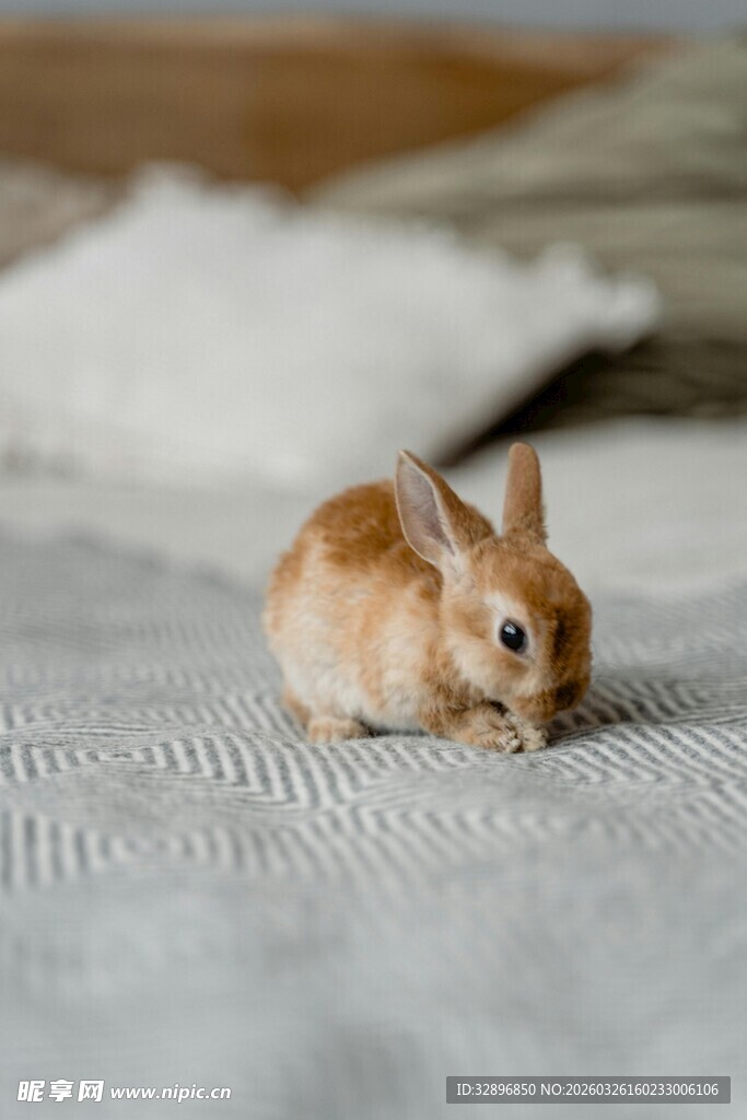 可爱小兔趴卧柔软织物上