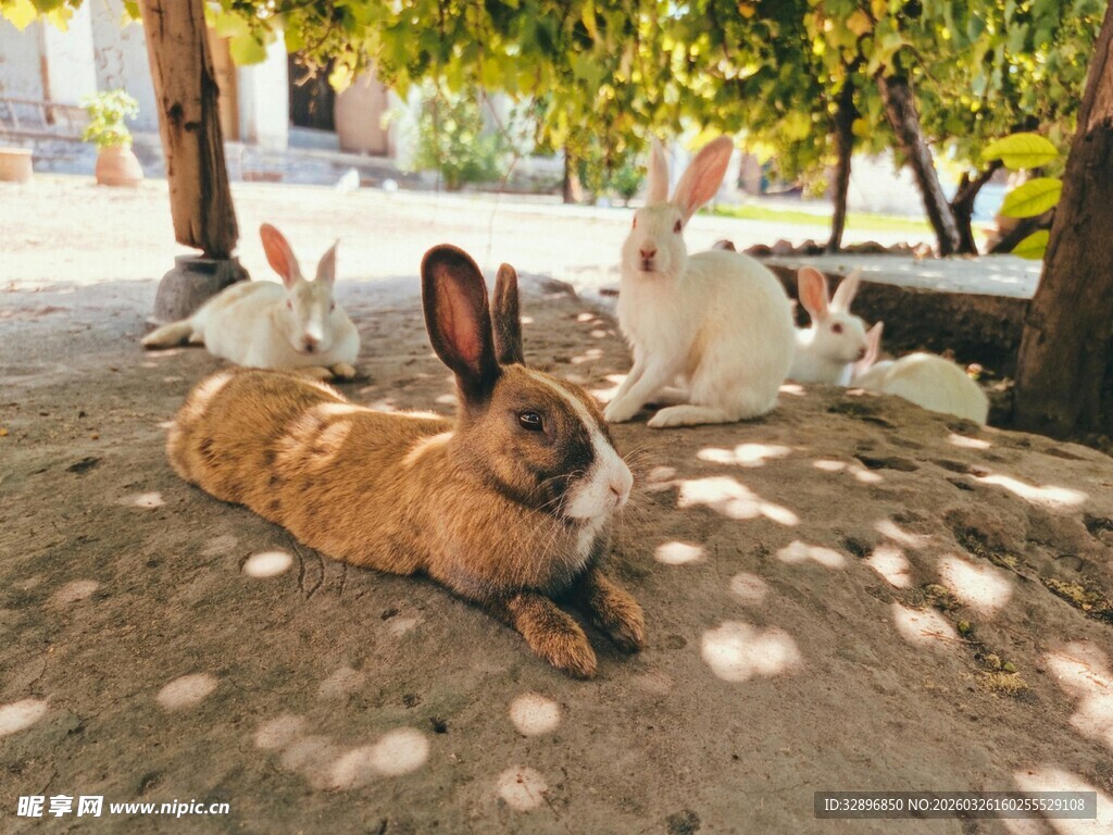 户外休憩的可爱群兔