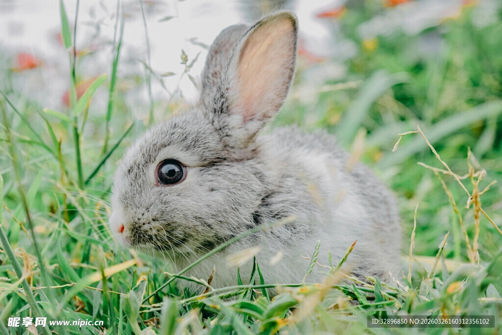 草地上的可爱小灰兔