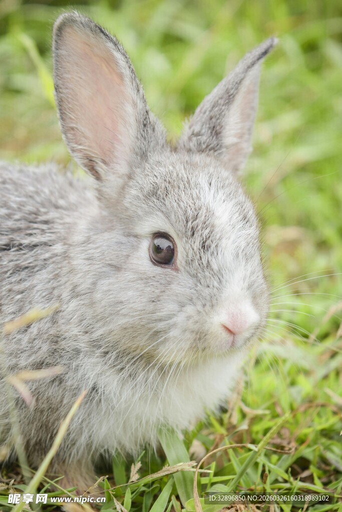 草地上的可爱小灰兔