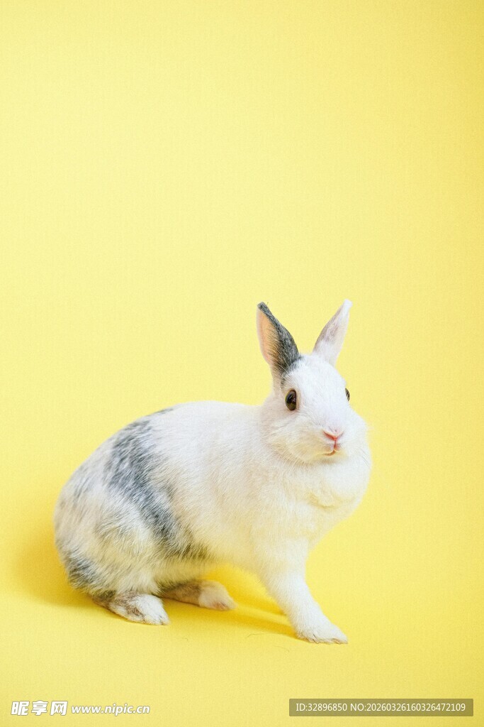 黄背景上的可爱斑点小兔