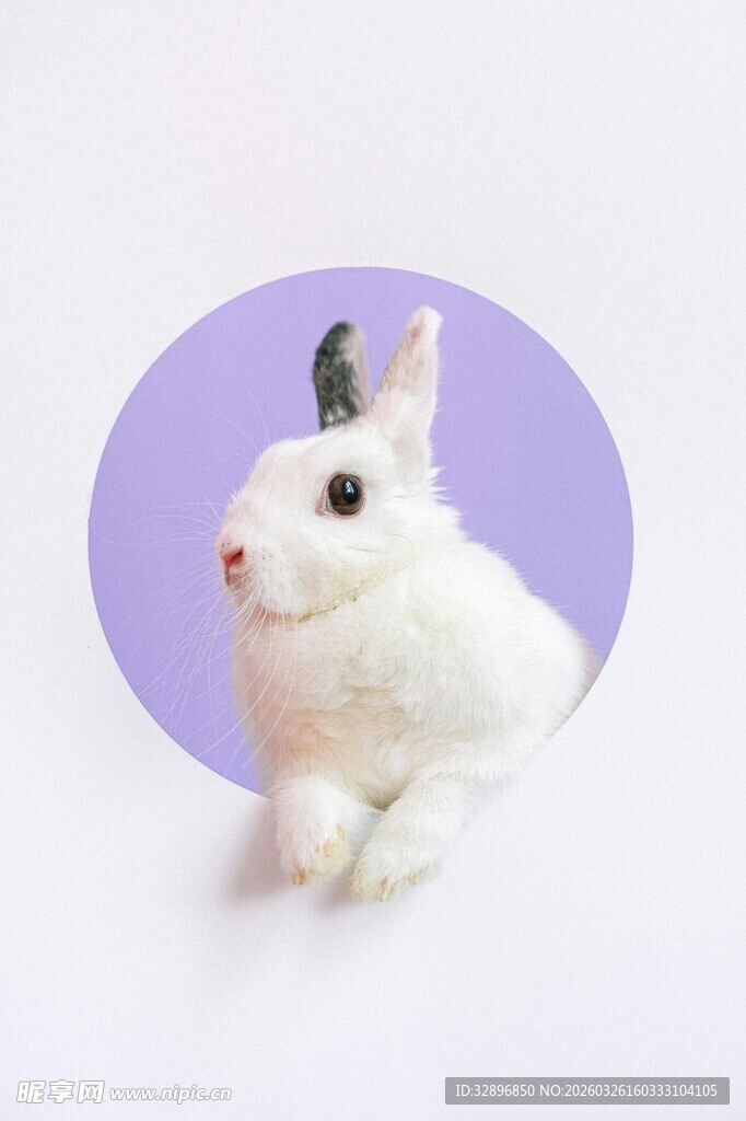 可爱白兔头像