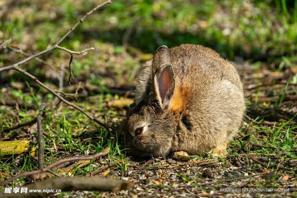 草地上的觅食野兔