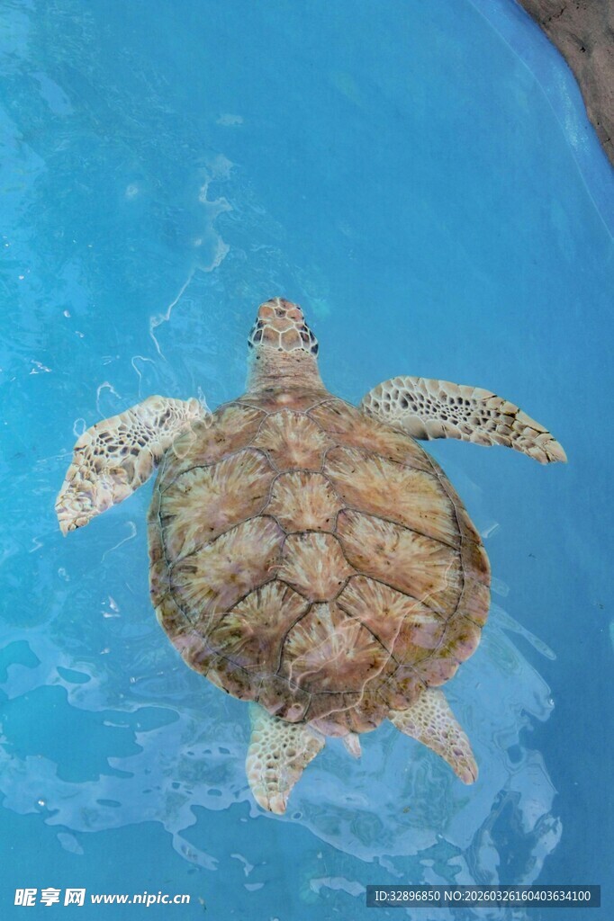 水中畅游的可爱小海龟