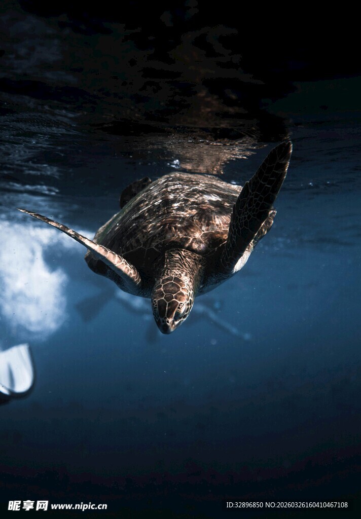 水下翱翔的飞鸟
