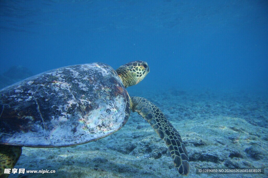 海底遨游的海龟