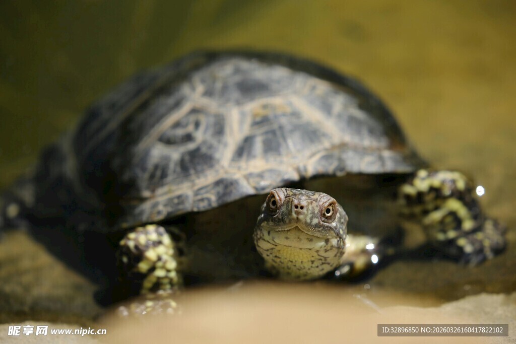 可爱小乌龟特写