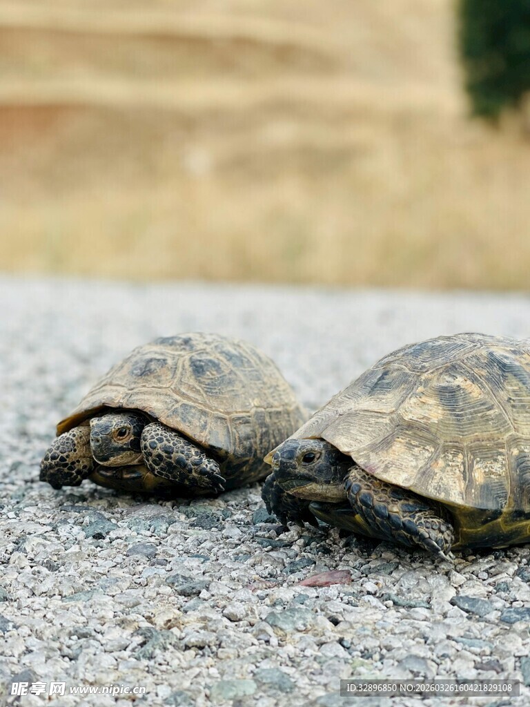 两只可爱小龟趴于石上