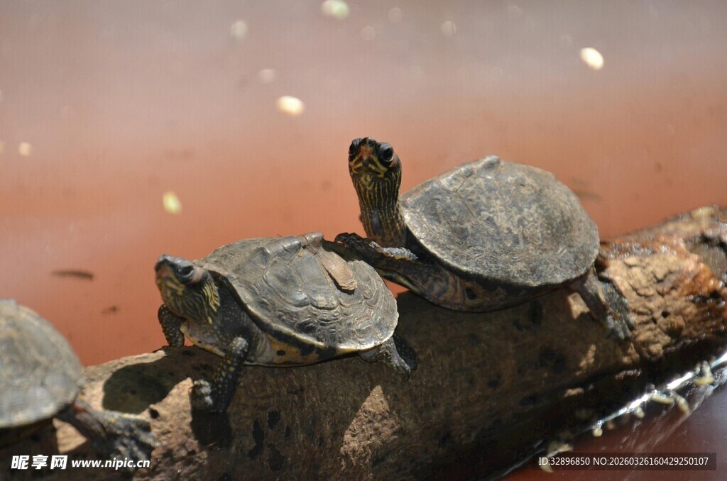 树枝上的几只小乌龟