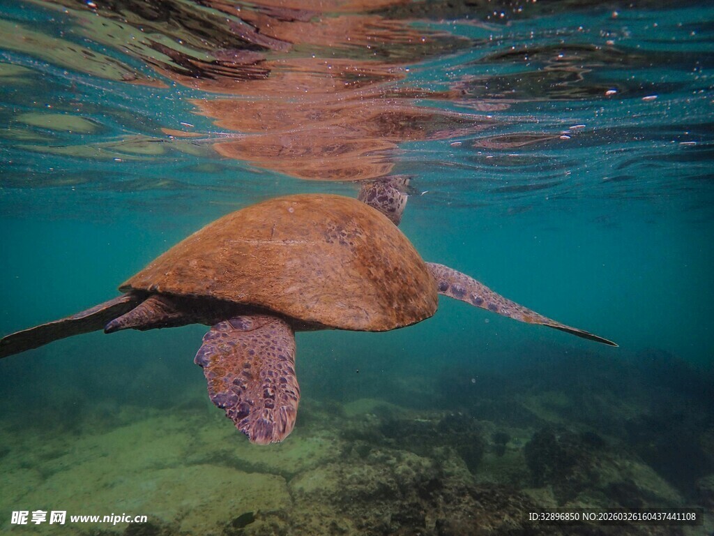 海龟在水中优雅游动