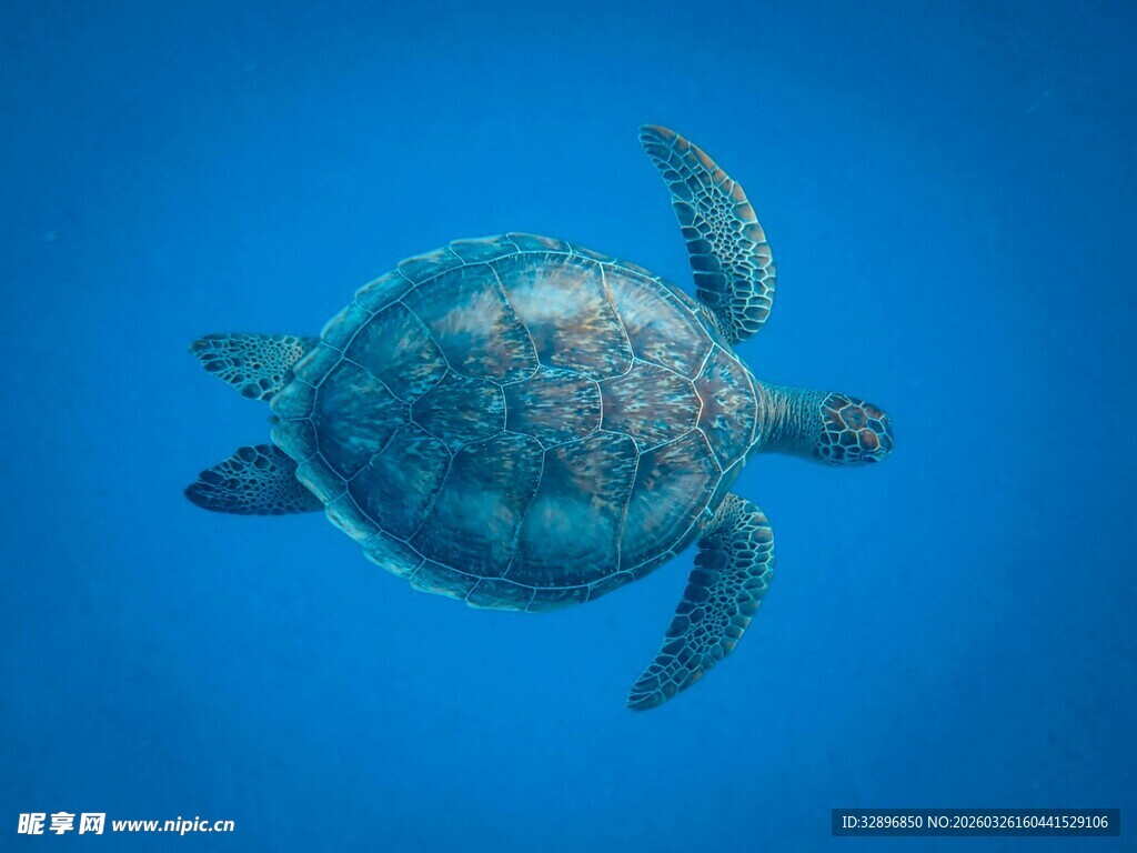 蓝色海洋中的绿海龟
