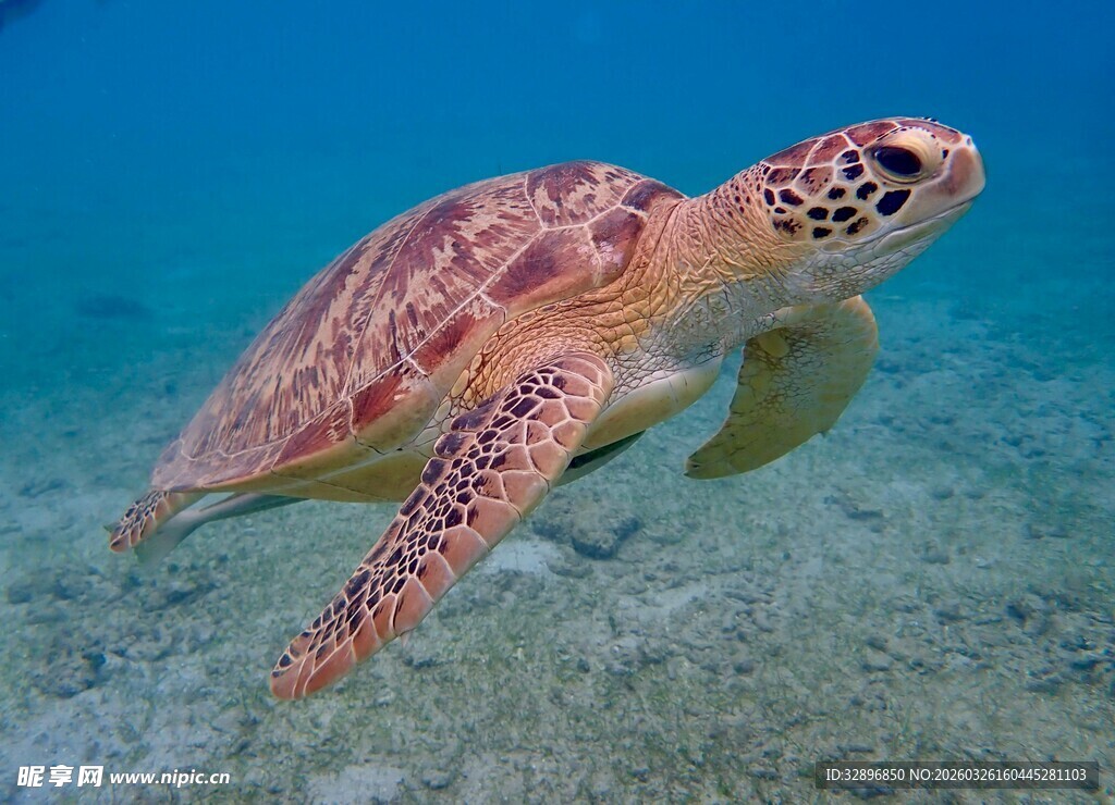 海洋中畅游的美丽海龟