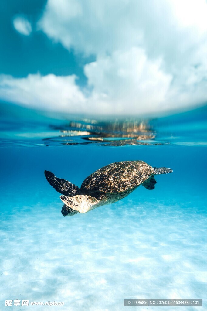 海龟在清澈海水中畅游