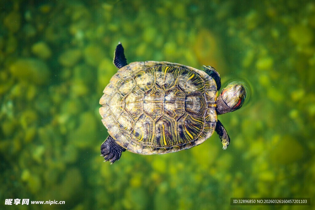 水中的乌龟