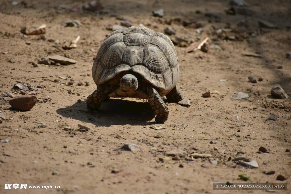 沙漠中行走的乌龟
