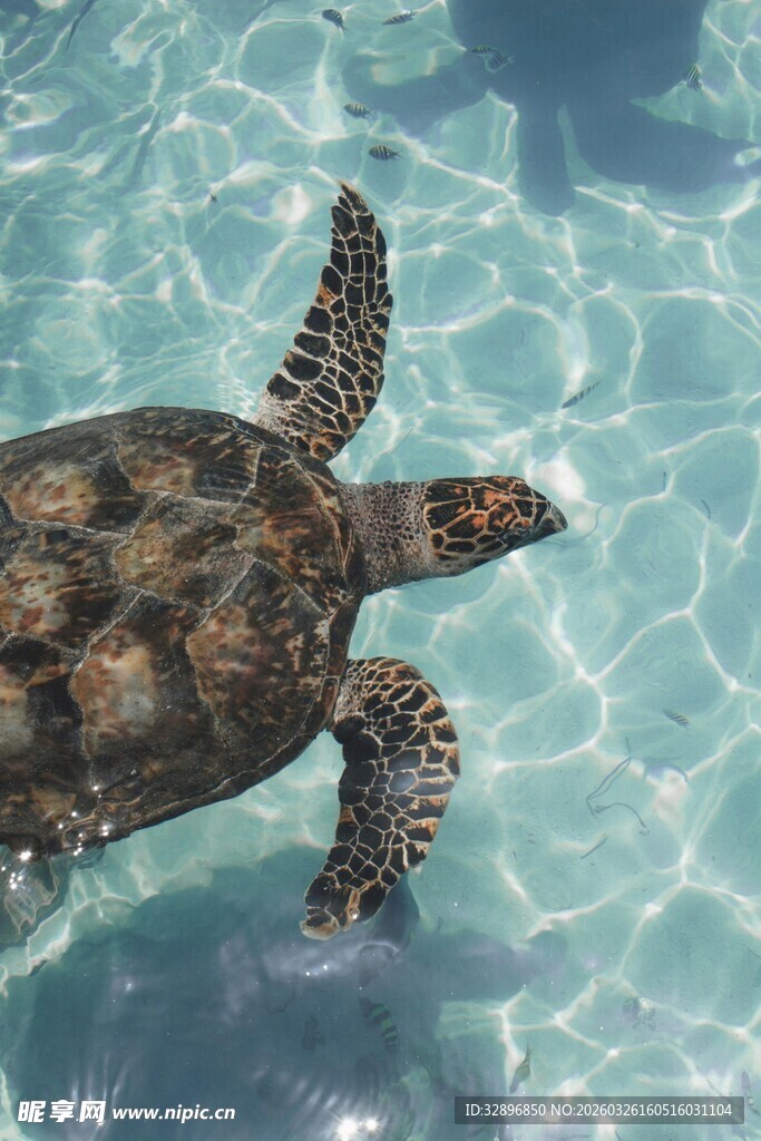 海龟在清澈海水中畅游
