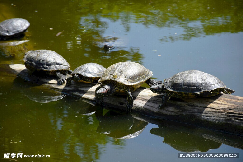 木头上晒太阳的一群乌龟