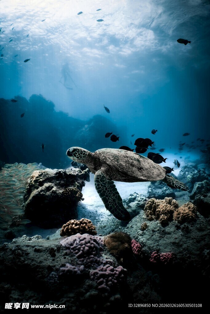 海底海龟在礁石间游动