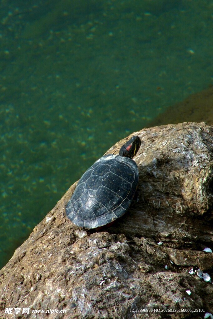 岩石上的小乌龟