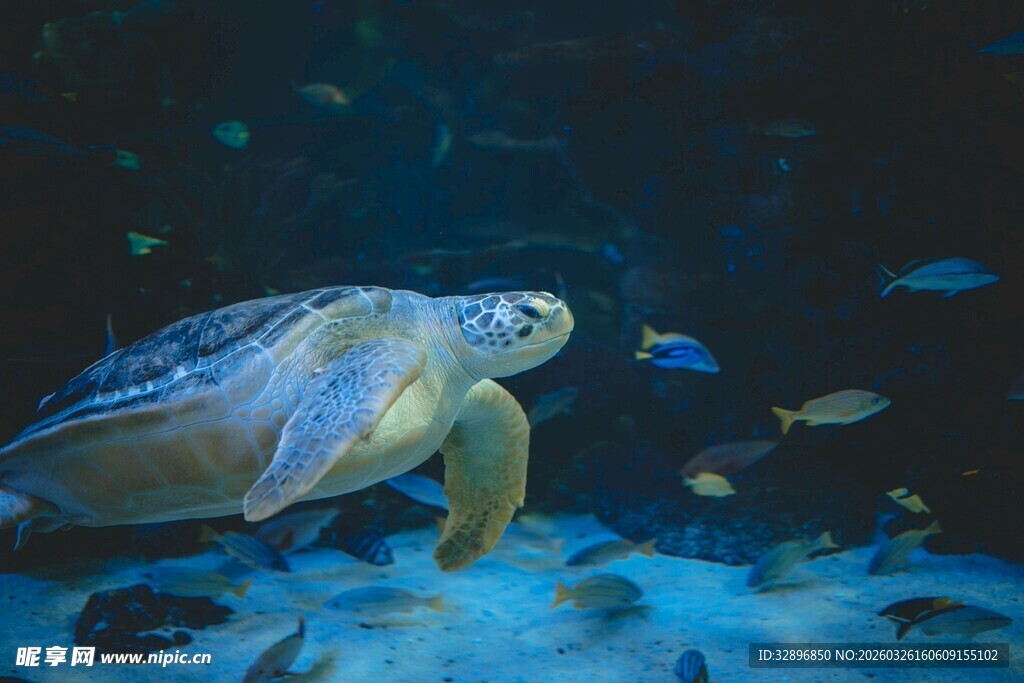 海龟在水中悠游的美妙瞬间