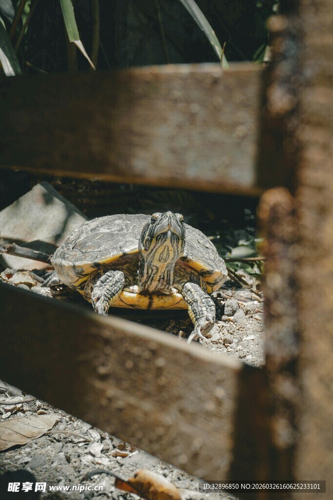 木栏后探出头的乌龟