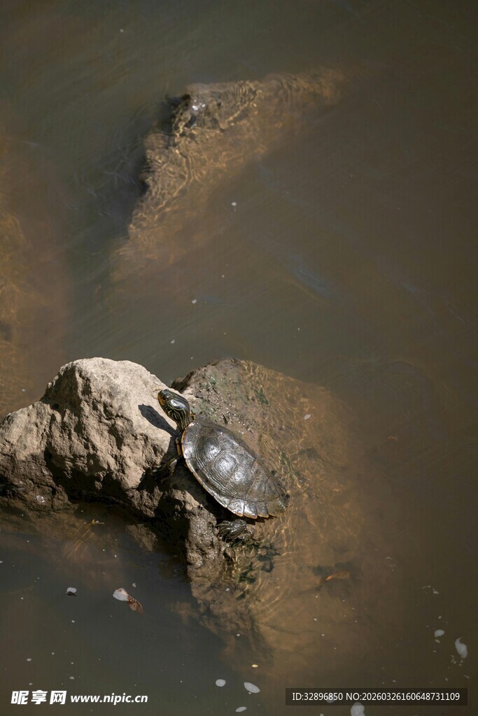 水中岩石上的乌龟