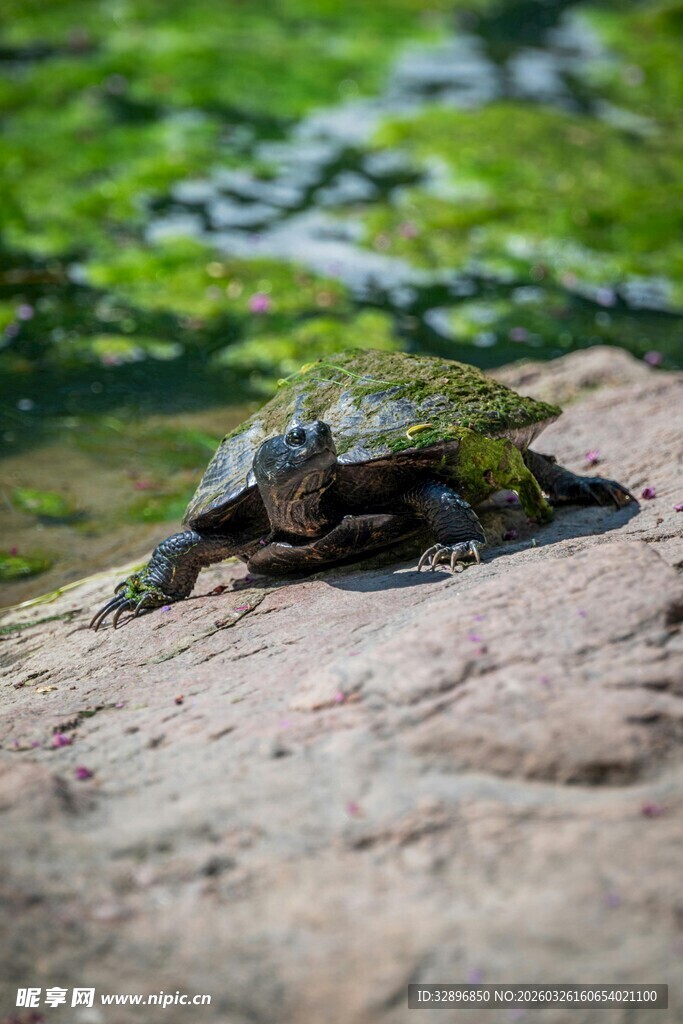 岩石上的绿毛龟