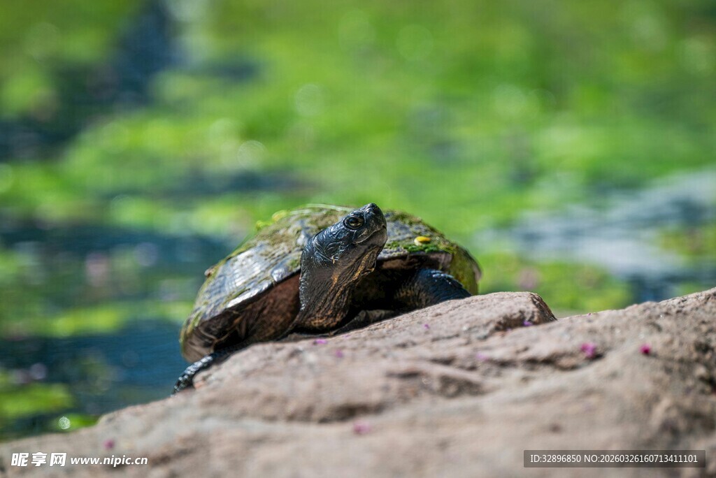 岩石上休憩的乌龟