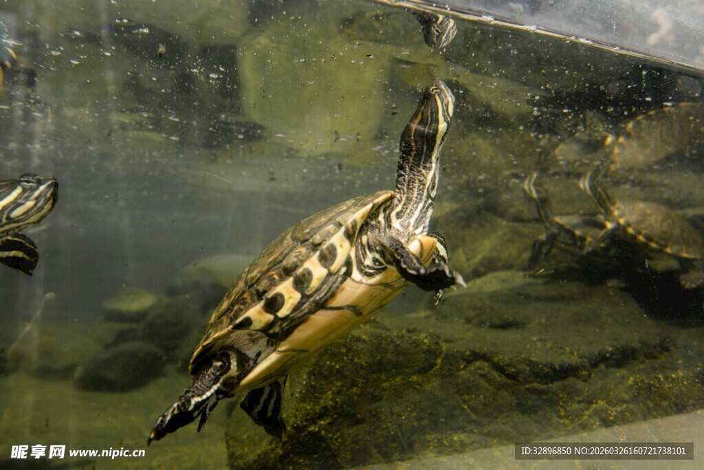 玻璃缸中的可爱小海龟