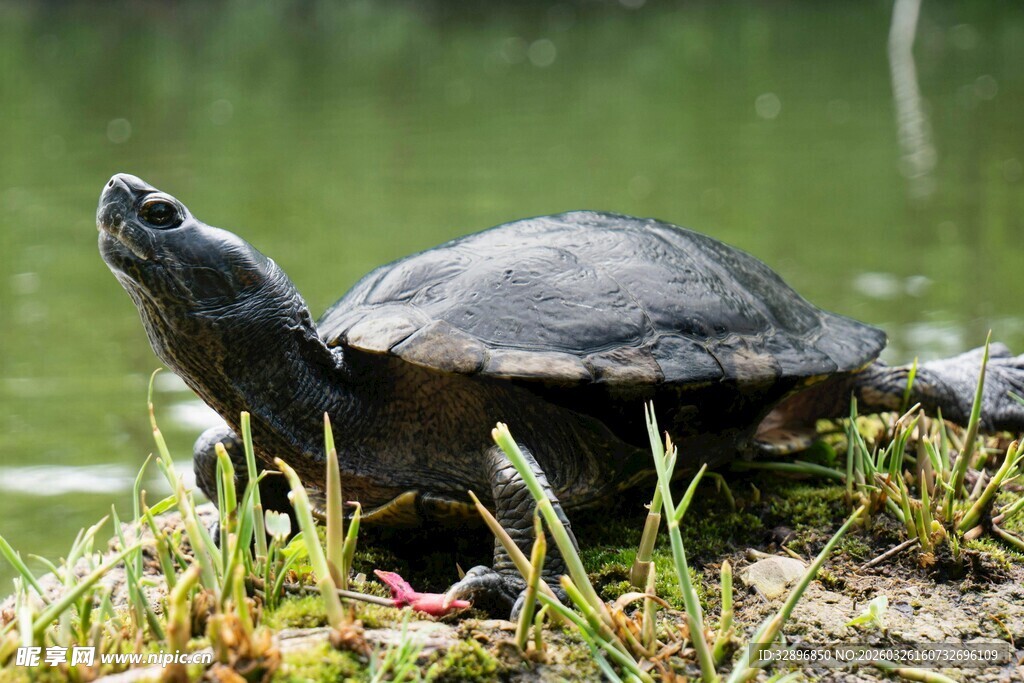 岸边乌龟抬头望