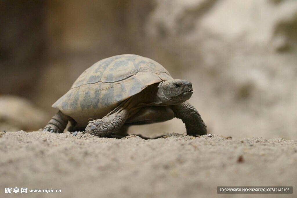 沙漠中行走的乌龟