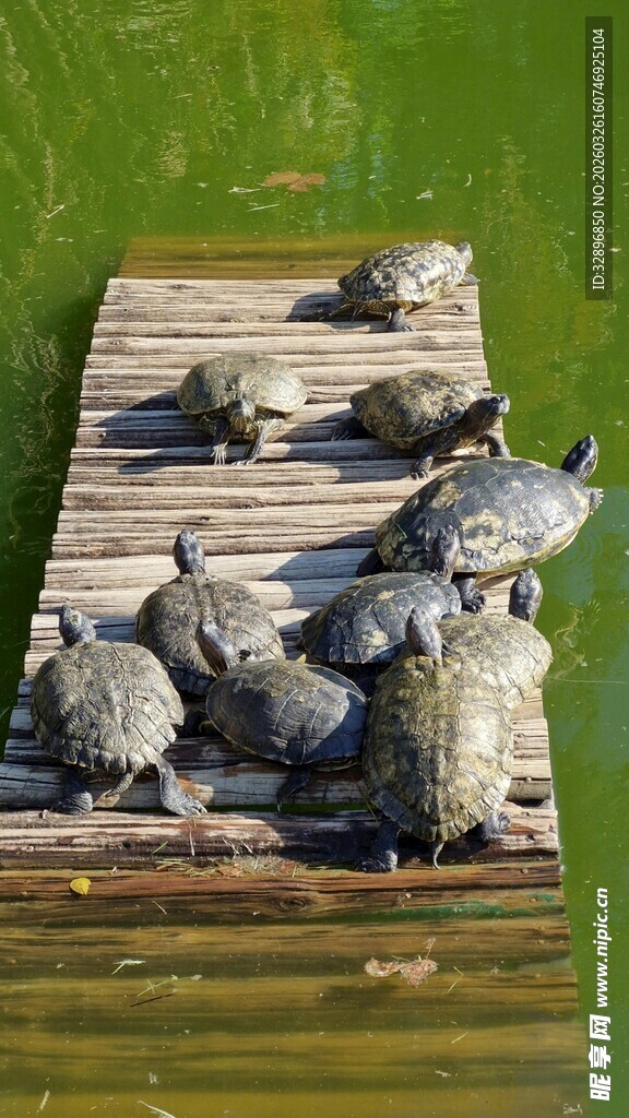 木台上聚集的一群乌龟