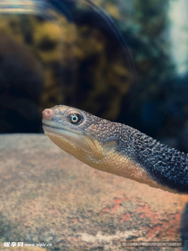 岩石上的可爱蜥蜴