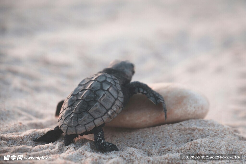 沙滩上的小海龟与贝壳