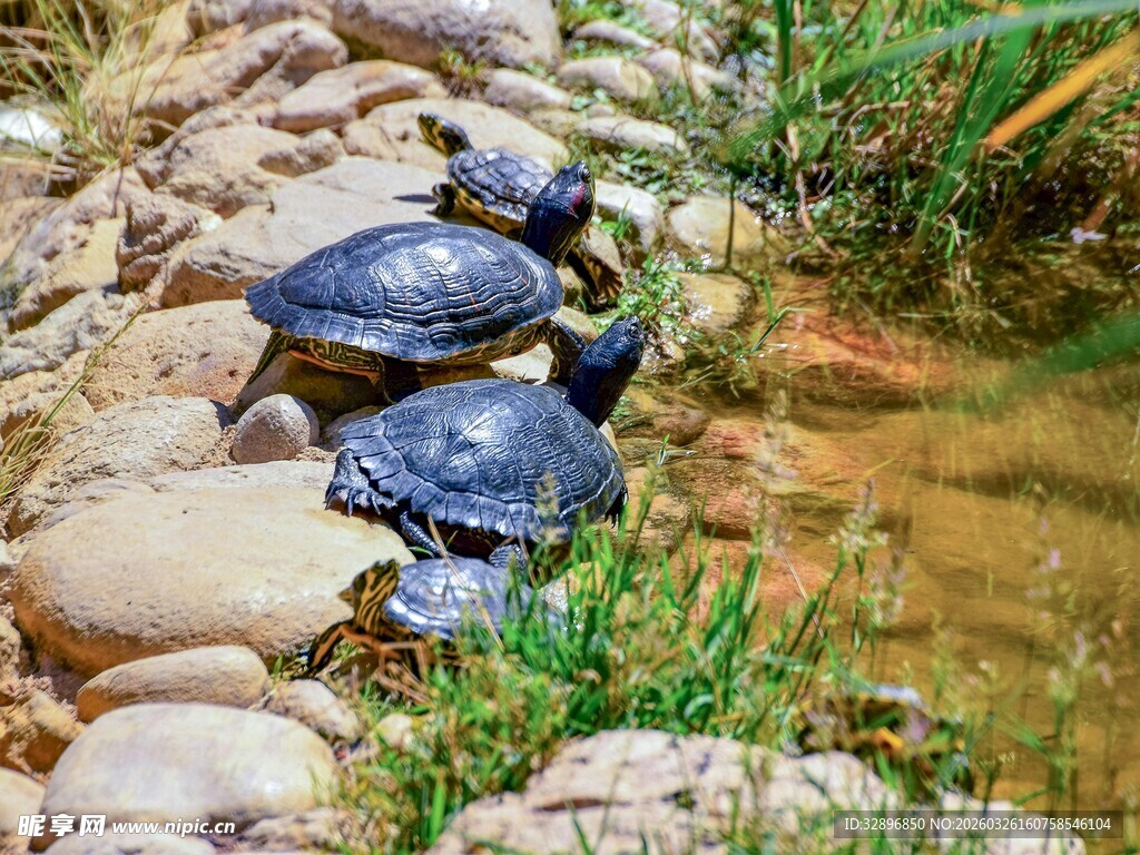 溪边石上的几只乌龟