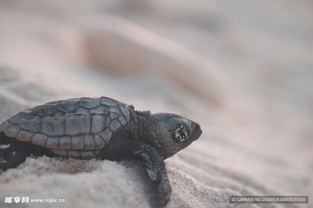 沙滩上的小海龟