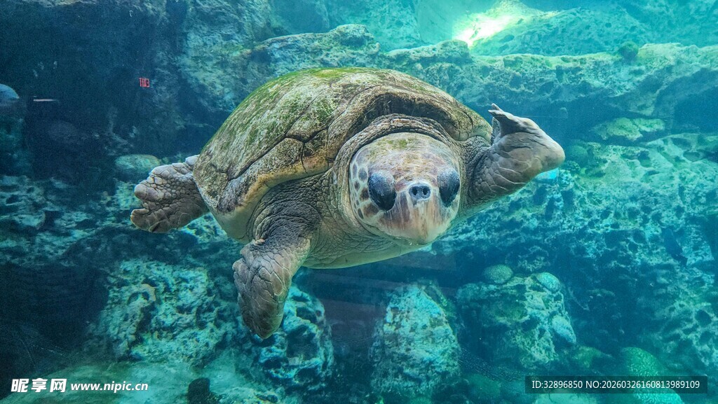 海底遨游的绿海龟