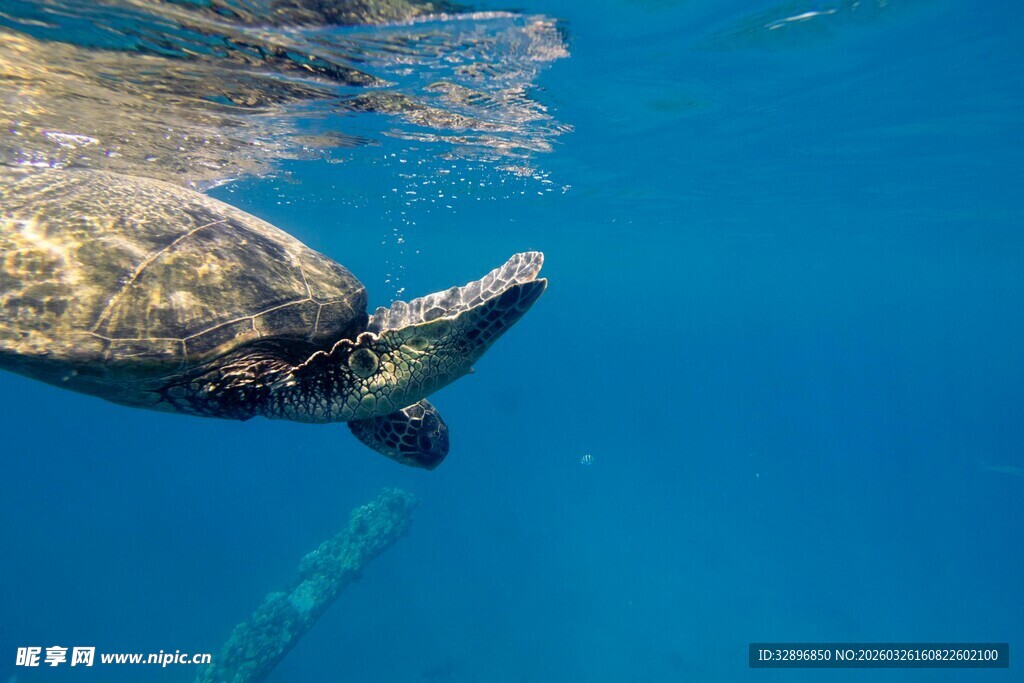 水下遨游的海龟