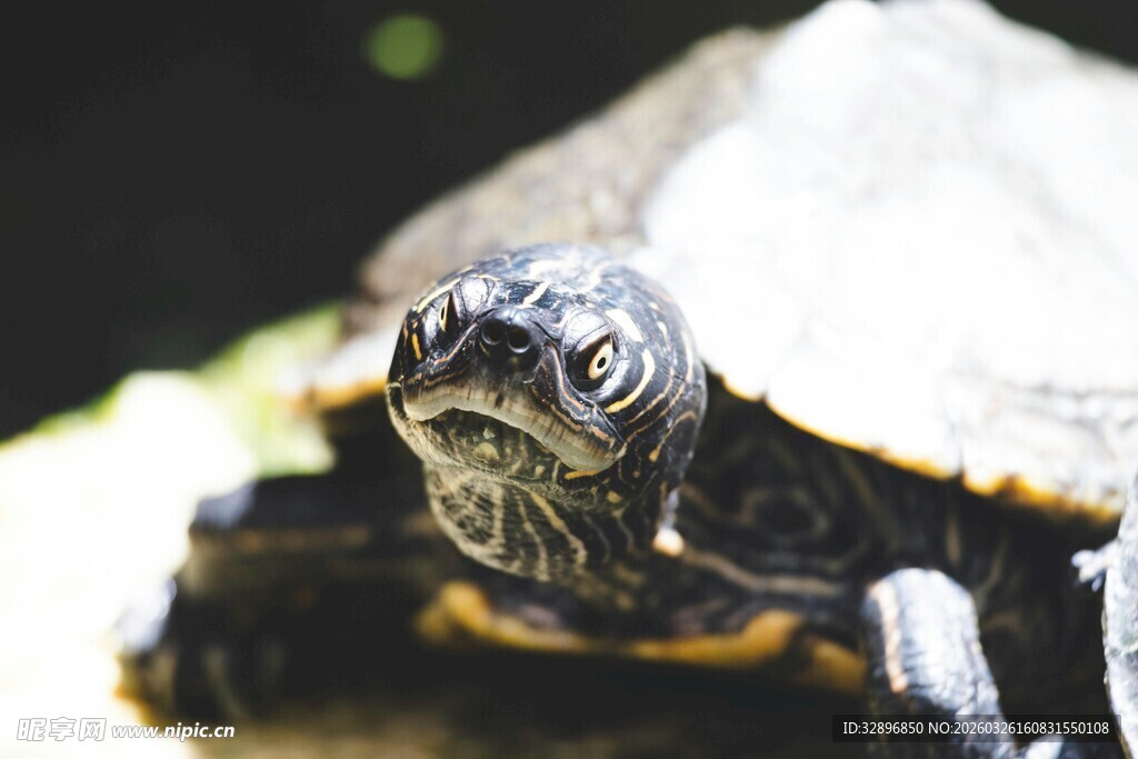 特写可爱的乌龟头部