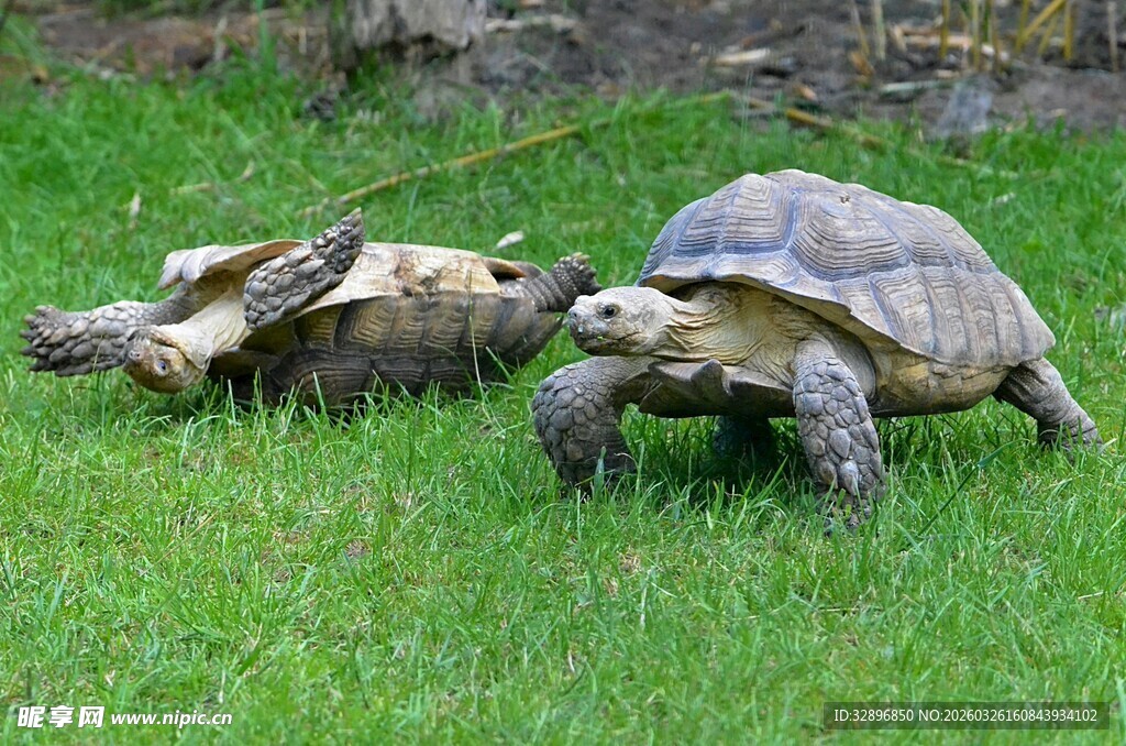 草地上的两只乌龟