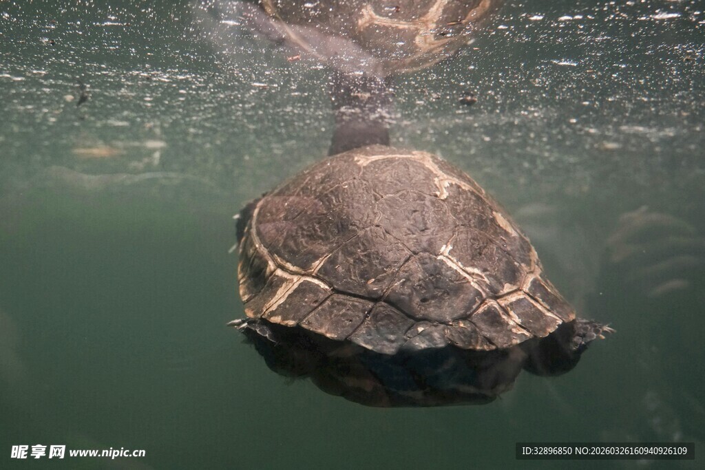 水中海龟与人的互动场景