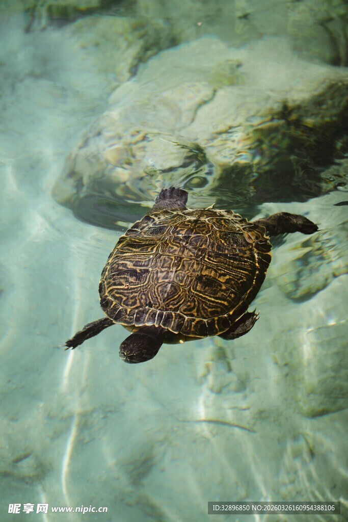 水中遨游的海龟