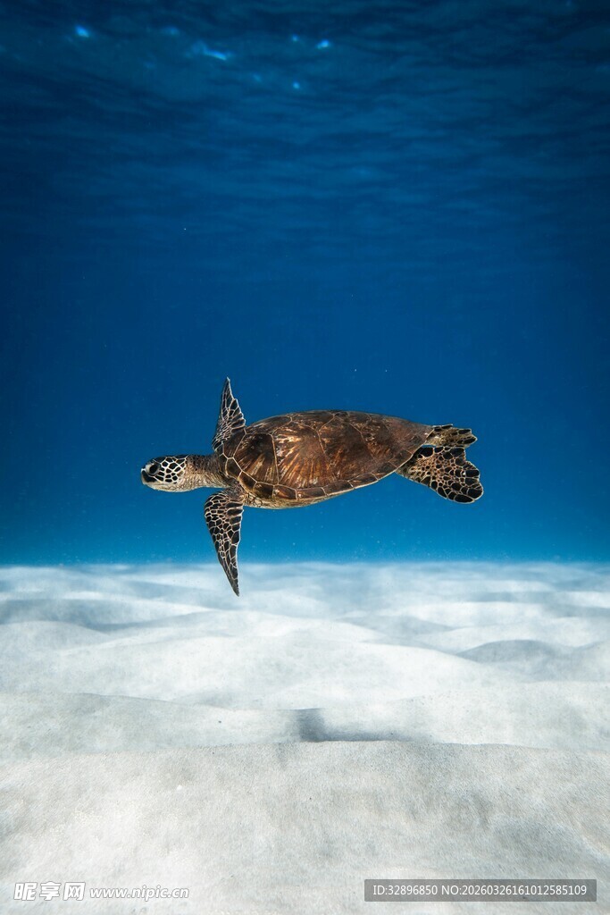 深海中游弋的绿海龟